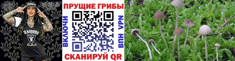Псилоцибиновые грибы Psilocybine cubensis  Неман 